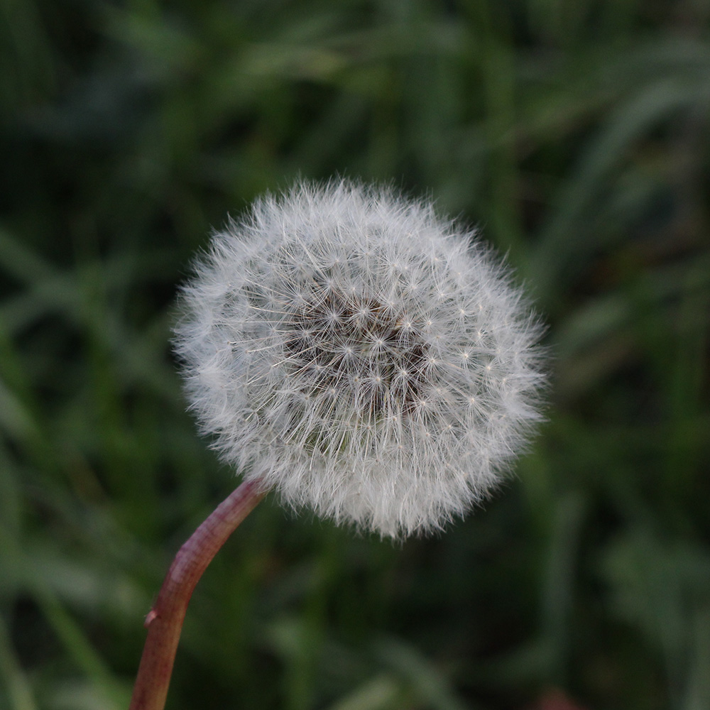 Pusteblume