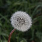 Pusteblume