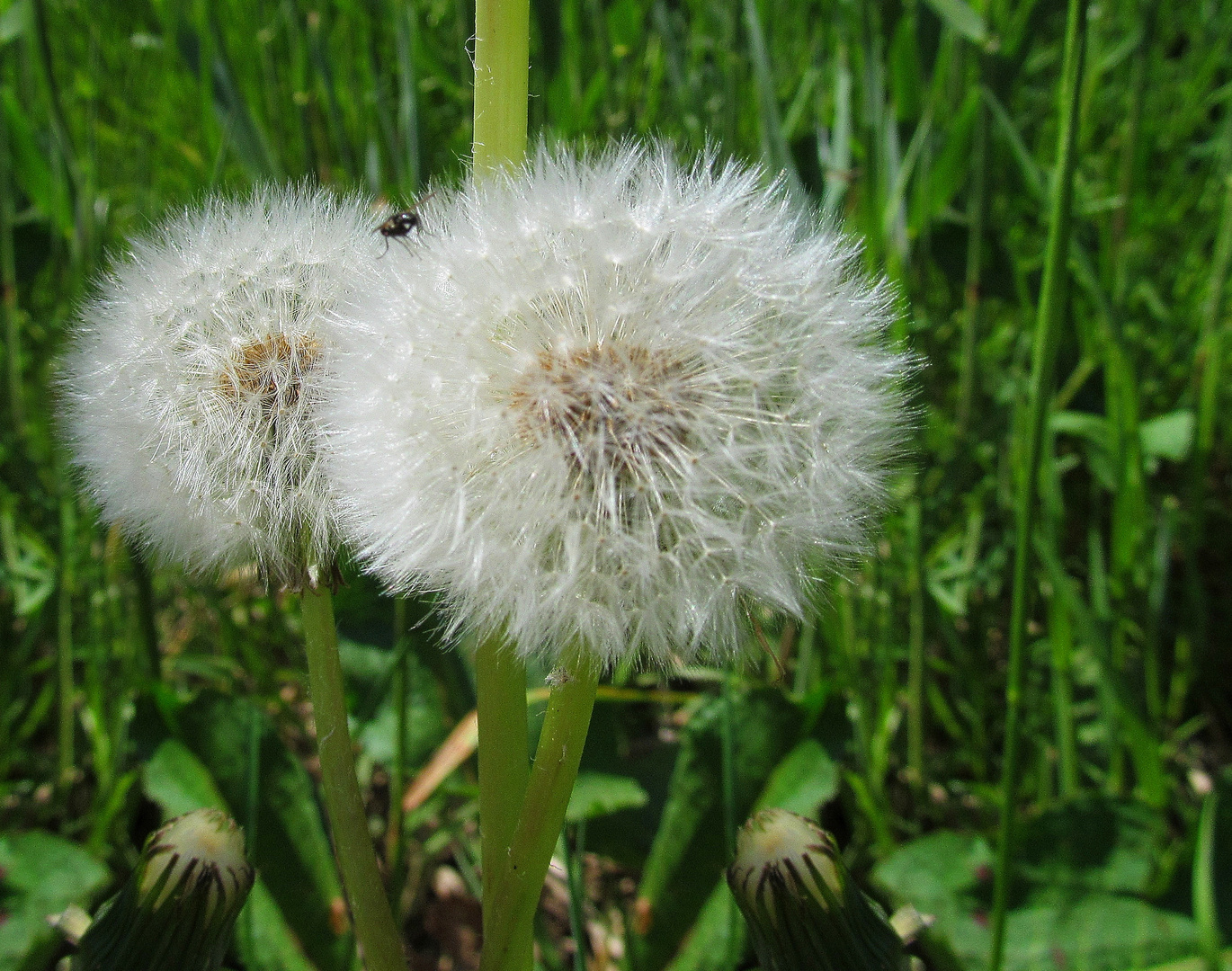  Pusteblume ...