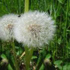  Pusteblume ...