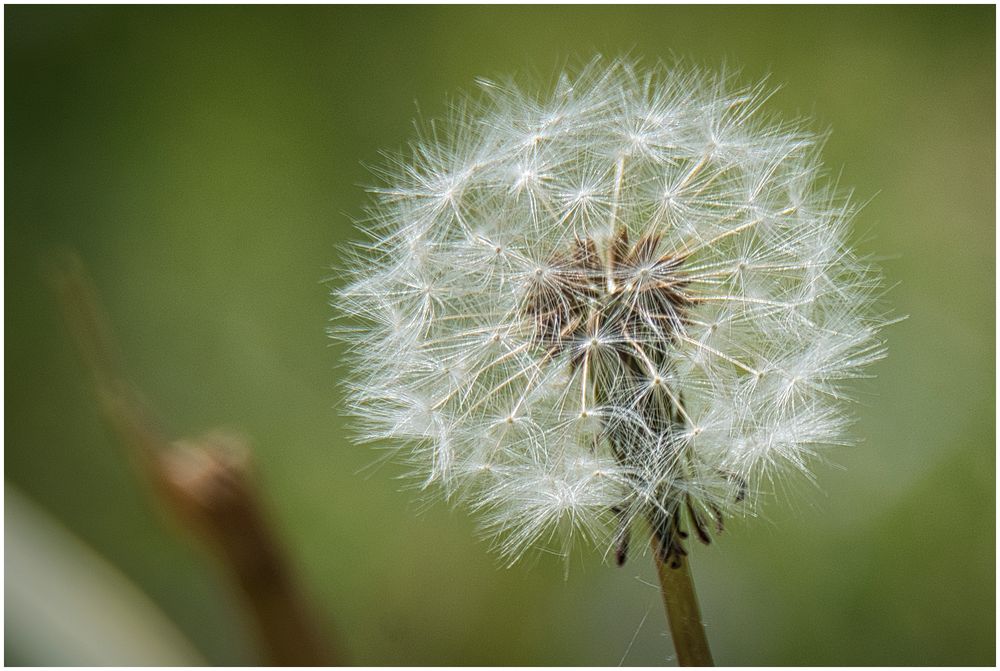 Pusteblume