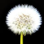 Pusteblume