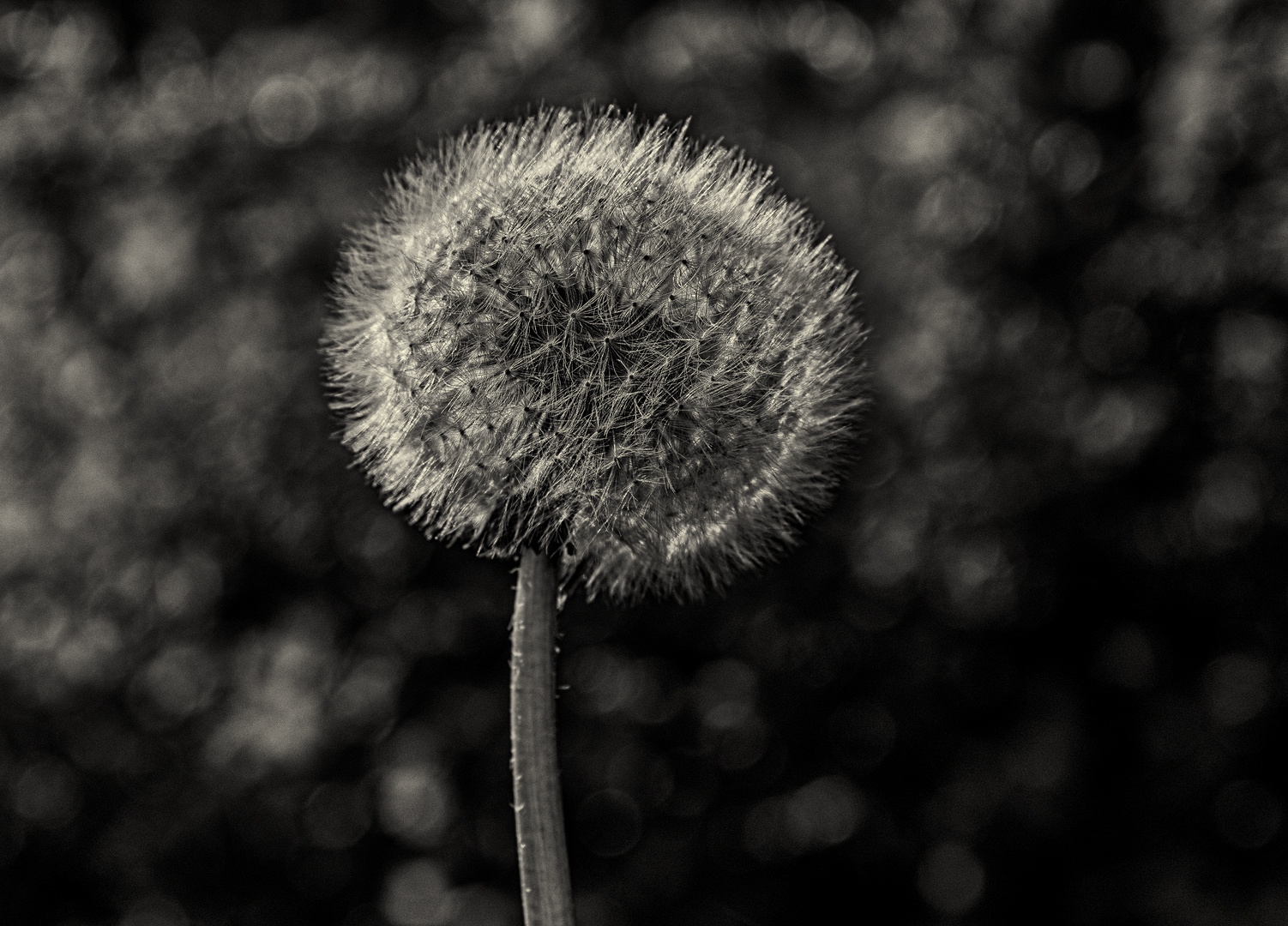 Pusteblume