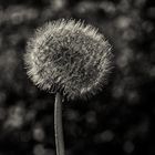 Pusteblume