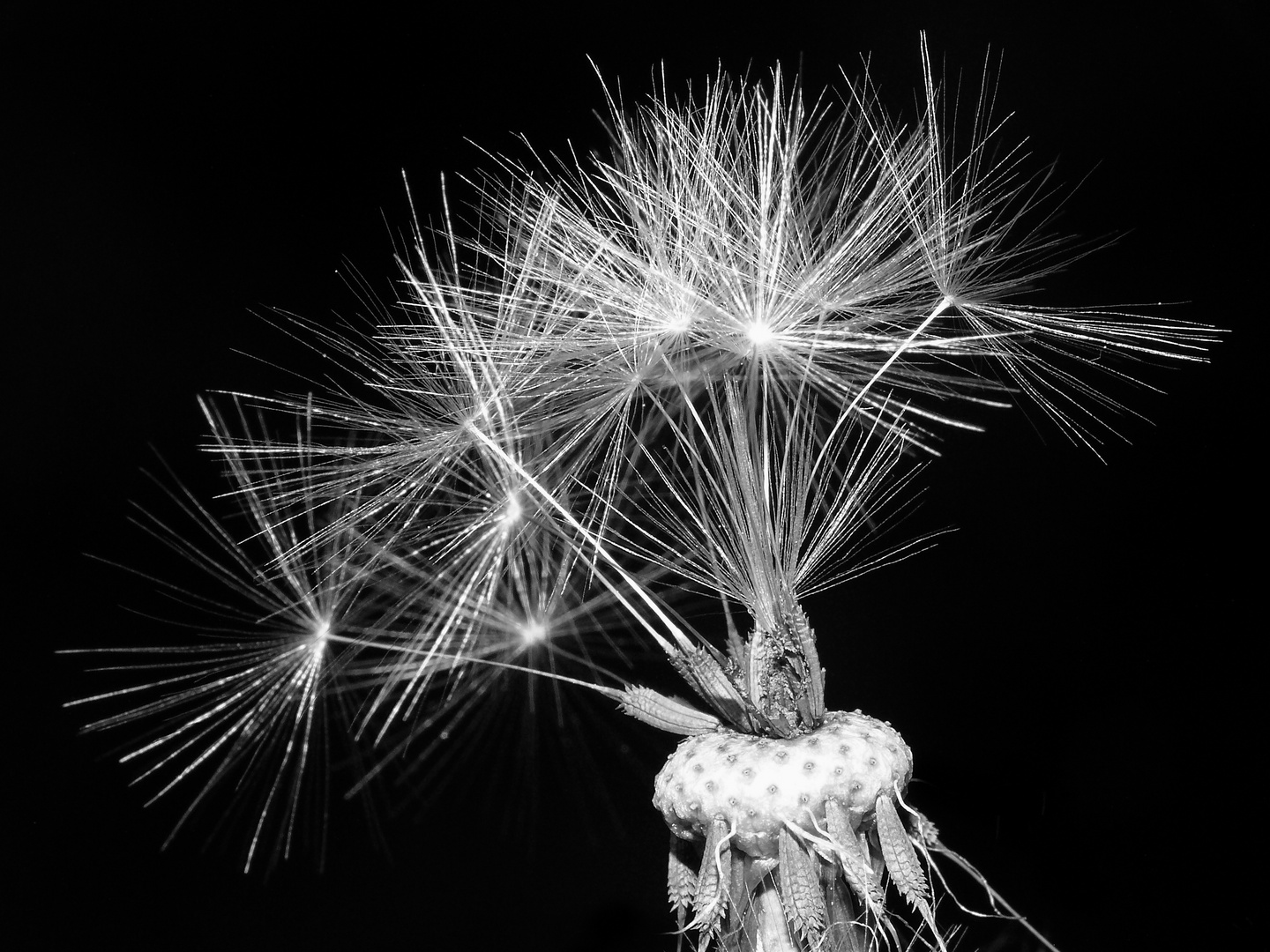 Pusteblume