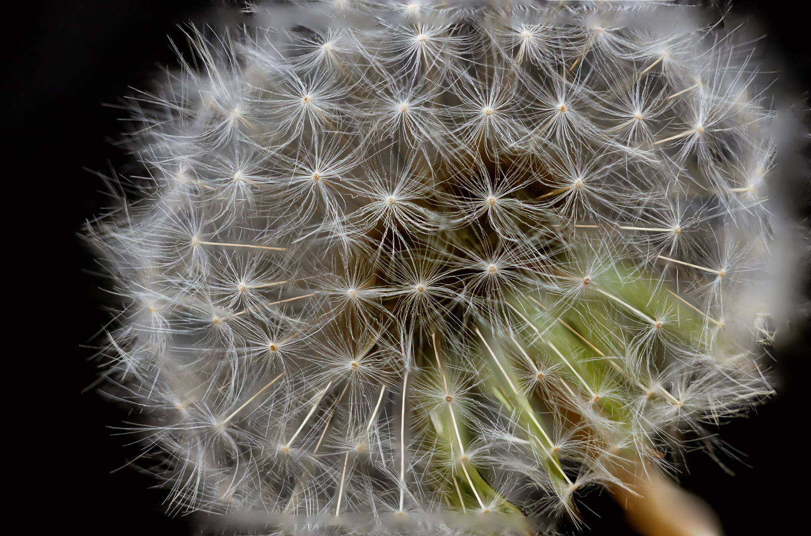 Pusteblume