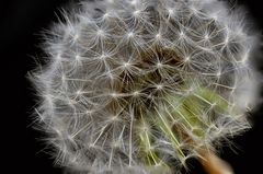 Pusteblume