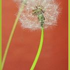 Pusteblume 5