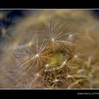 Pusteblume - 5