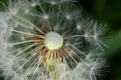 Pusteblume 5