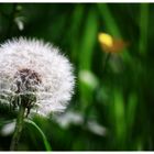 Pusteblume