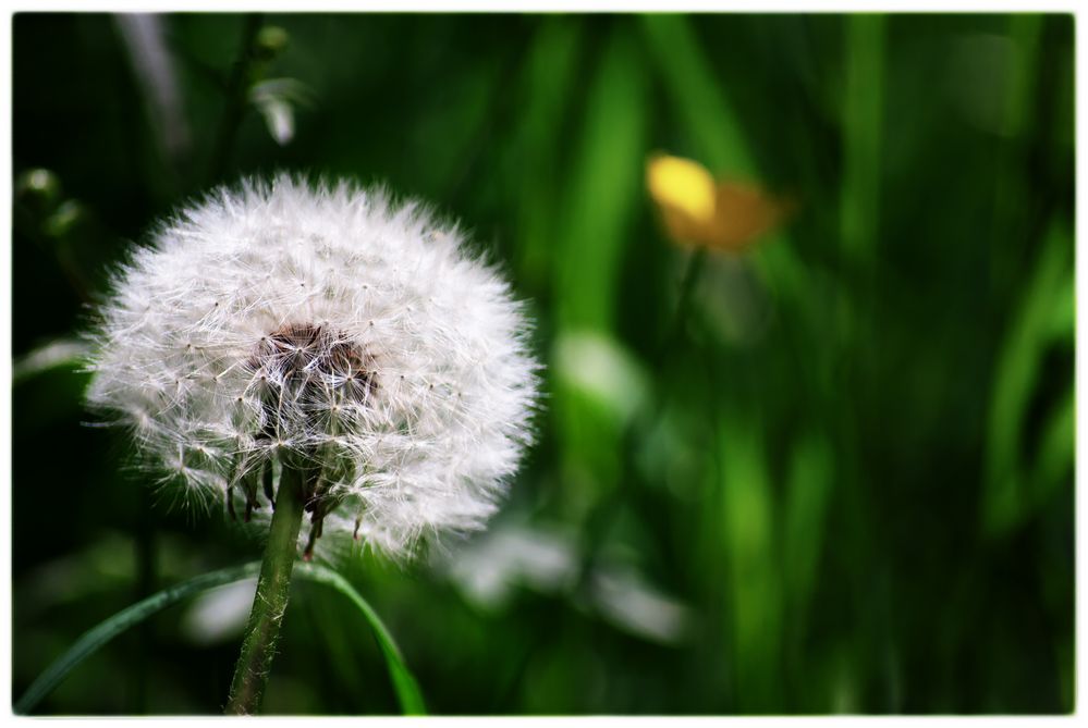 Pusteblume von Marianne K. 