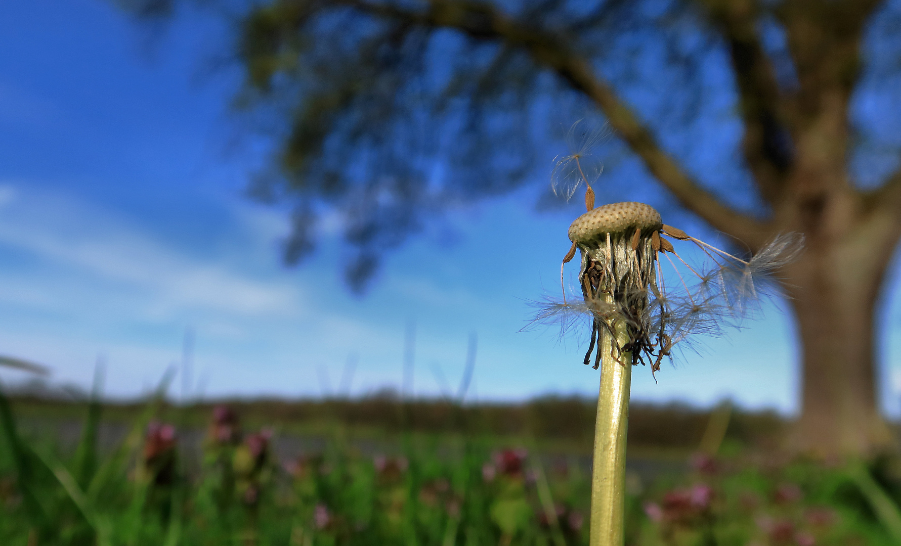 Pusteblume