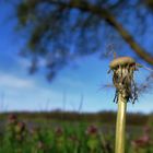 Pusteblume