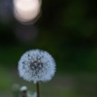 Pusteblume-5088