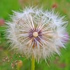 Pusteblume