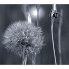 Pusteblume