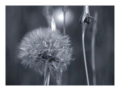 Pusteblume