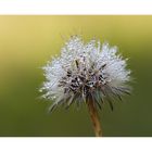 Pusteblume