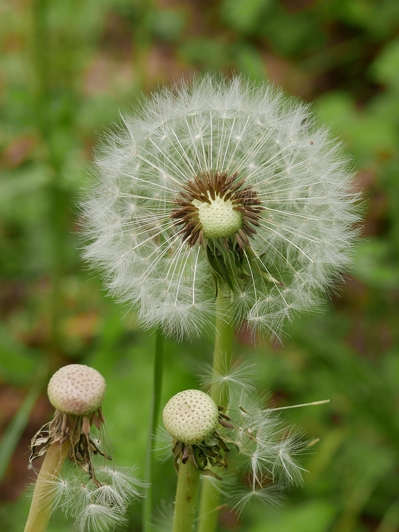 Pusteblume