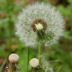 Pusteblume