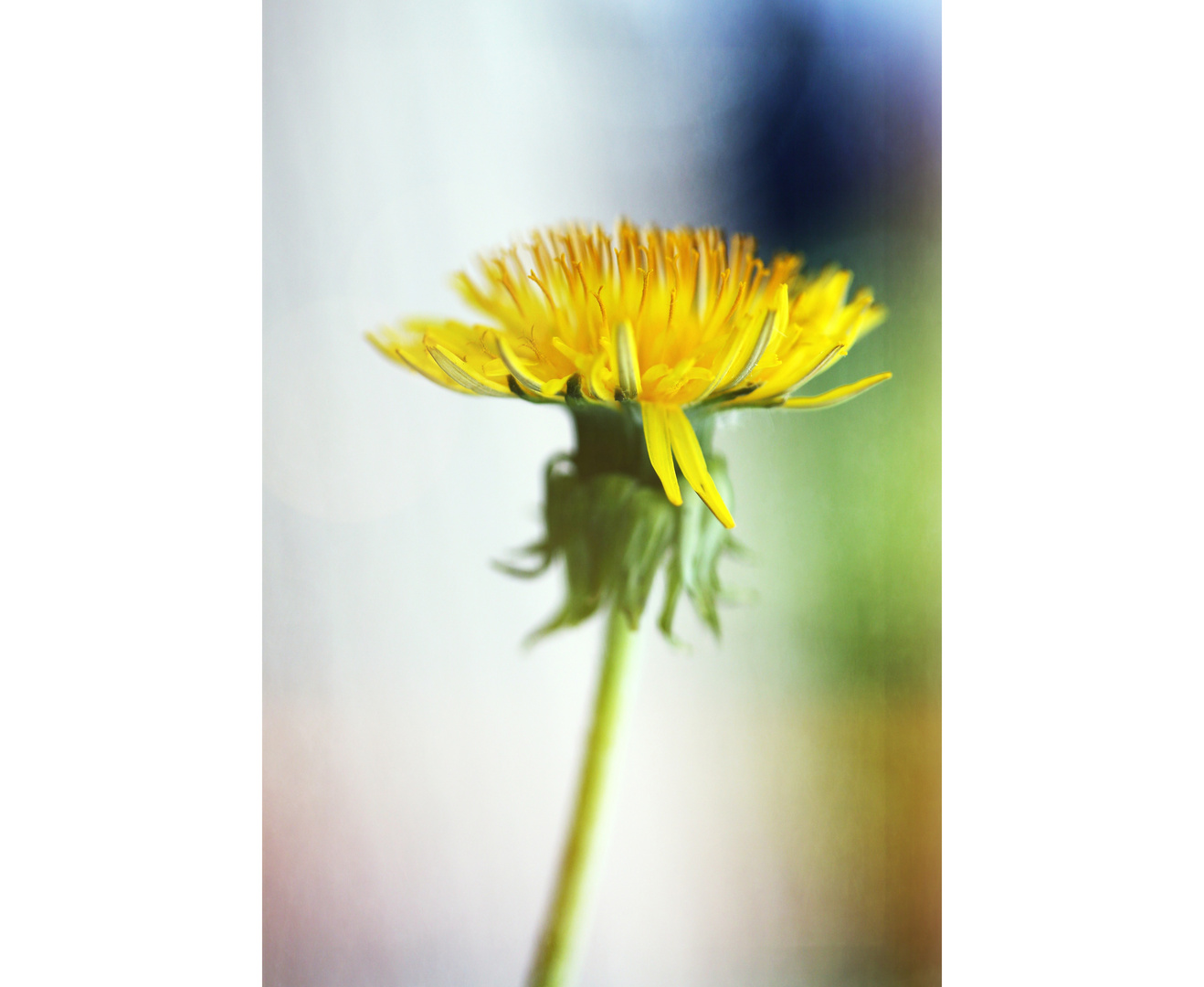 Pusteblume