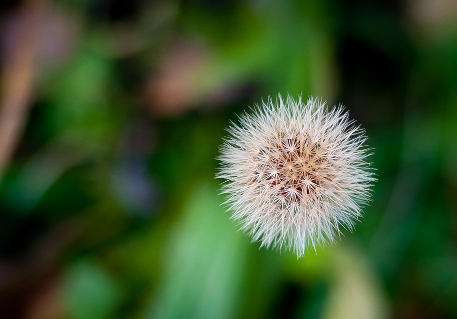 Pusteblume