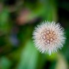 Pusteblume