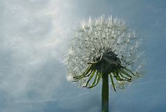 Pusteblume