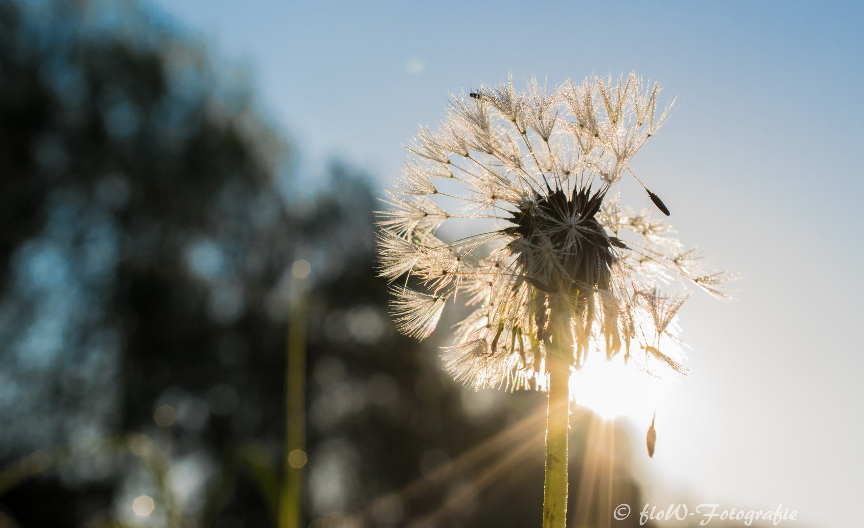 -Pusteblume-