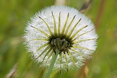 Pusteblume