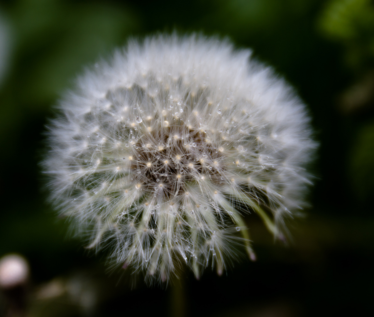 Pusteblume