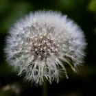 Pusteblume