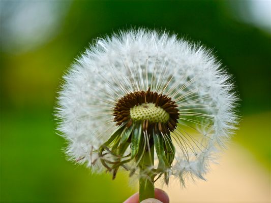 Pusteblume