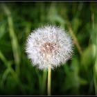 Pusteblume