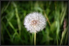 Pusteblume