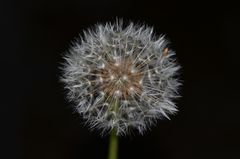 Pusteblume