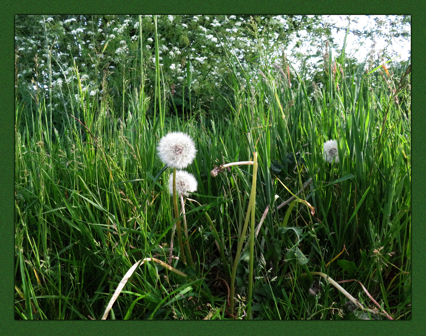 Pusteblume ...