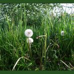 Pusteblume ...