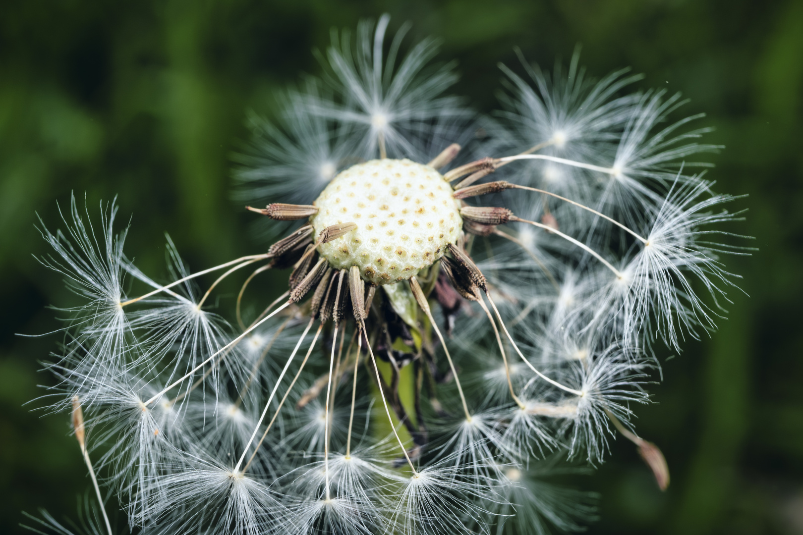 "Pusteblume"