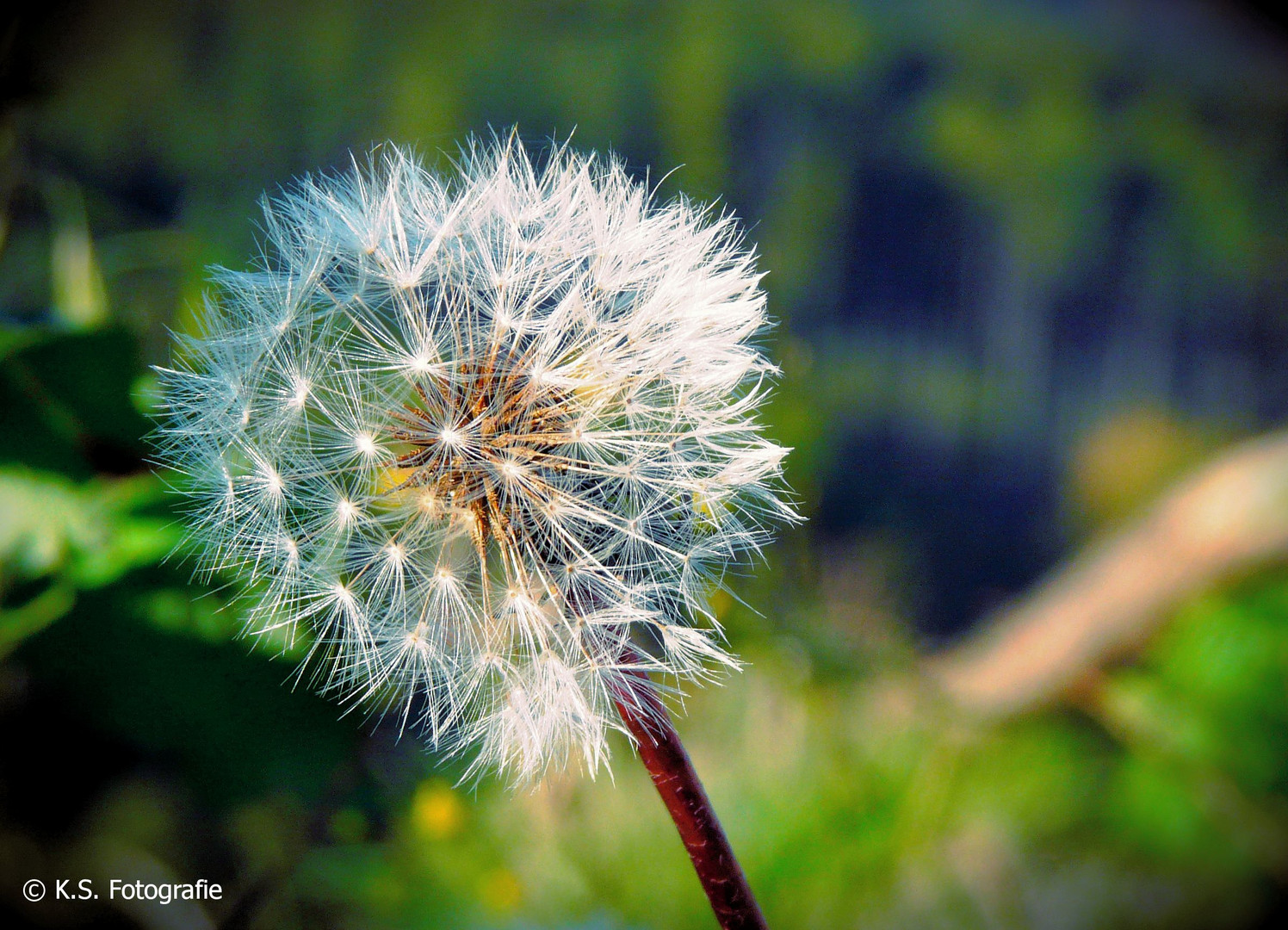 Pusteblume