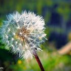 Pusteblume