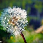 Pusteblume