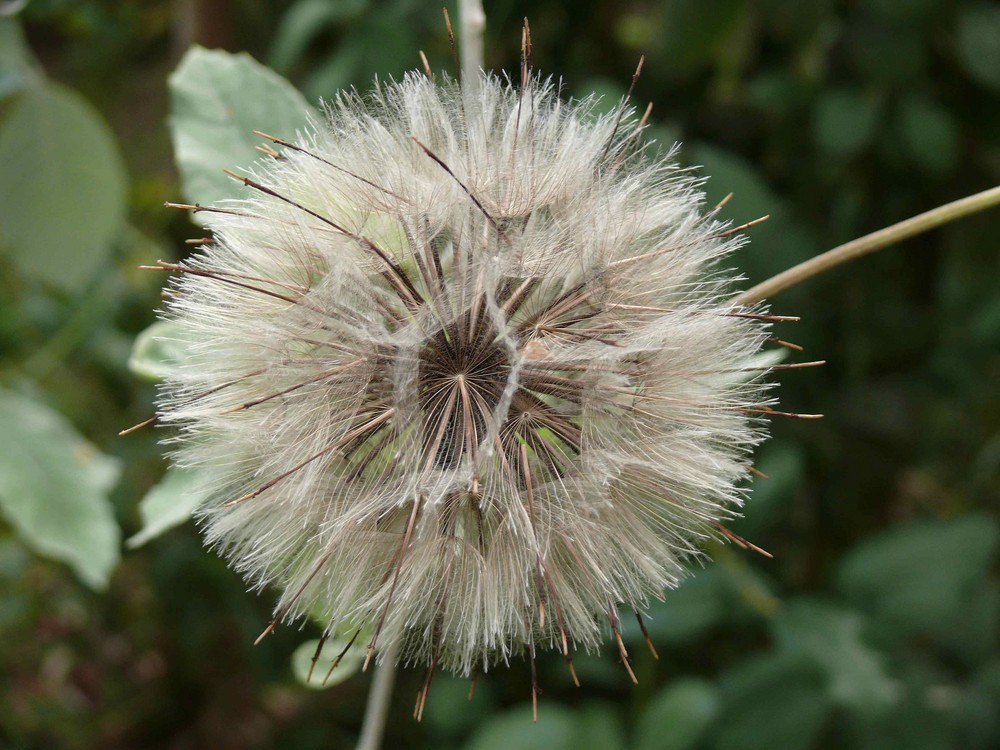 Pusteblume