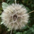 Pusteblume