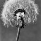 pusteblume