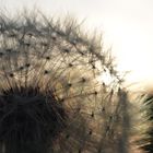 Pusteblume