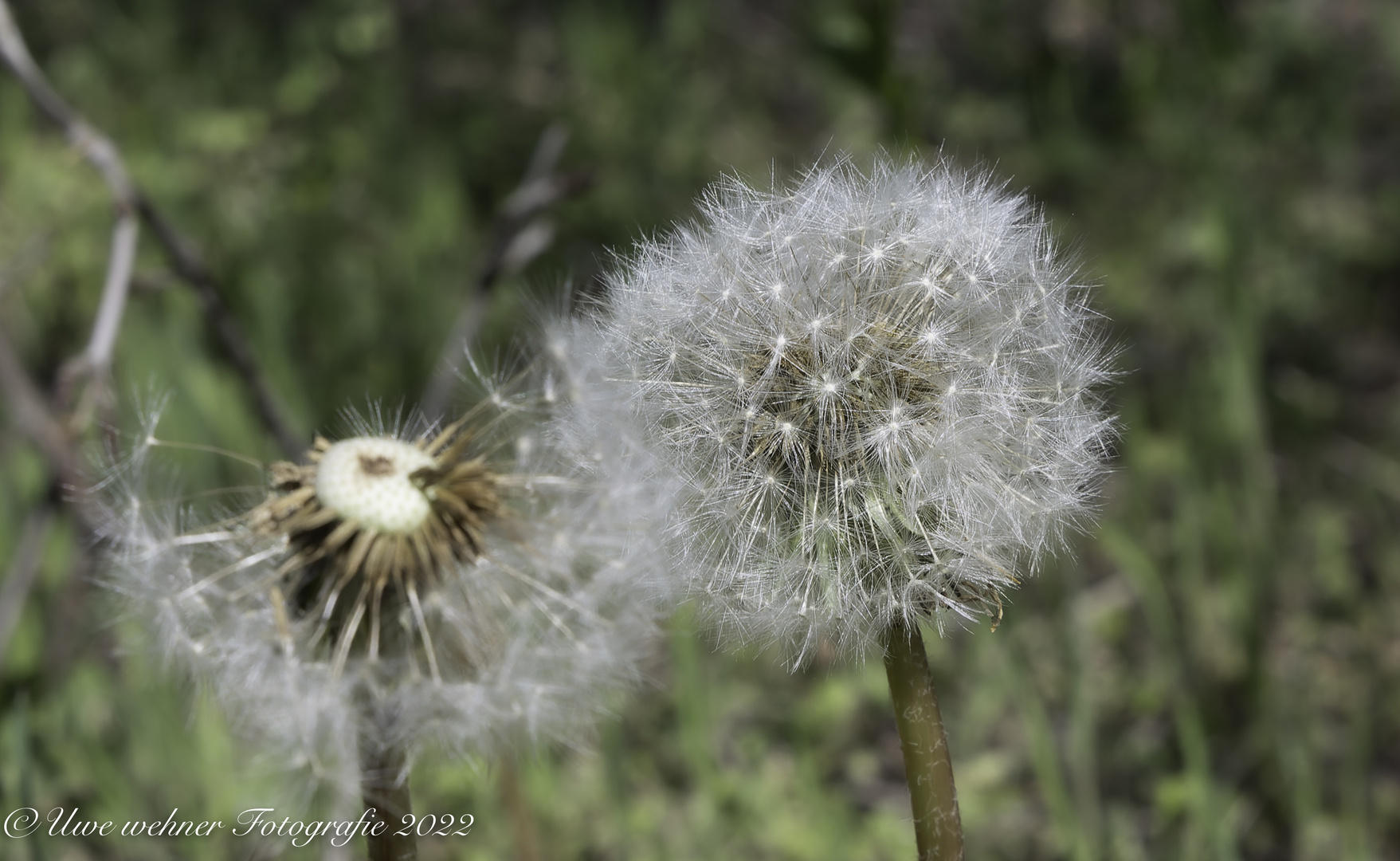 Pusteblume