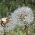 Pusteblume