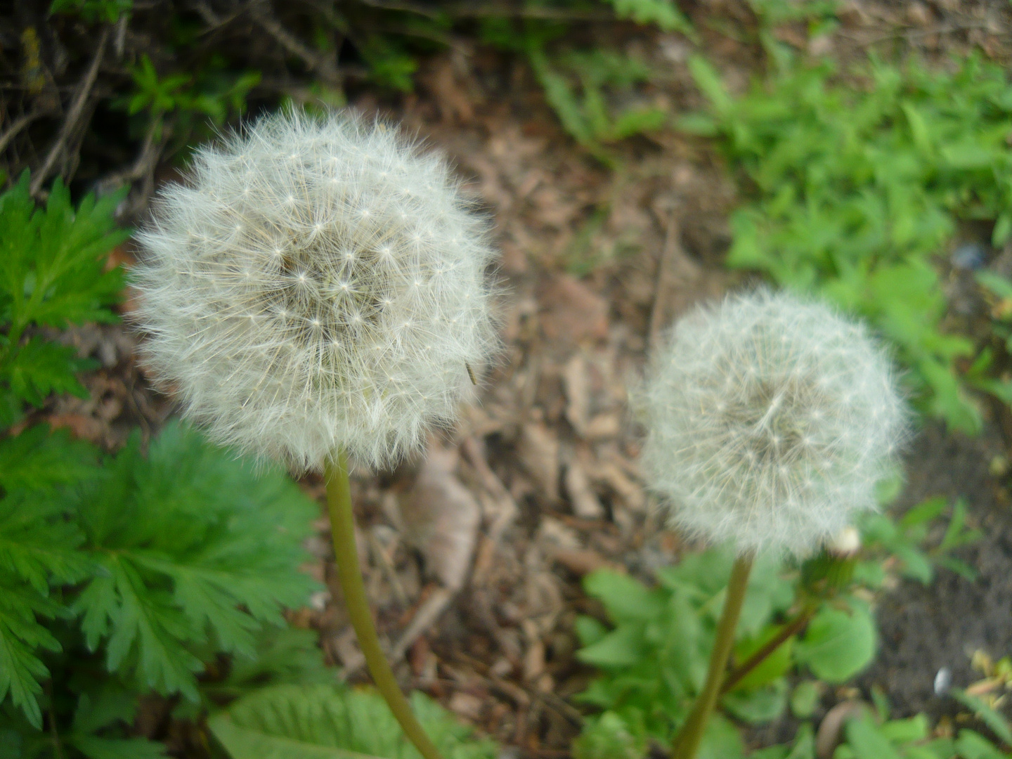 Pusteblume